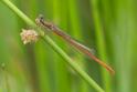 Ceriagrion tenellum (Small Red Damselfly) male.jpg